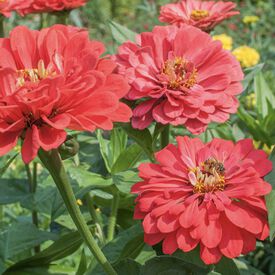 Benary's Giant Coral, Zinnia Seeds